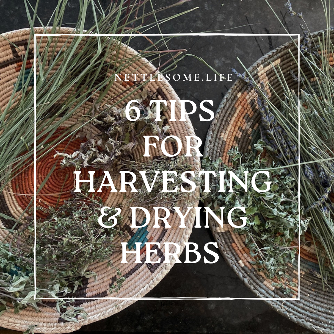 Harvesting and Drying Herbs