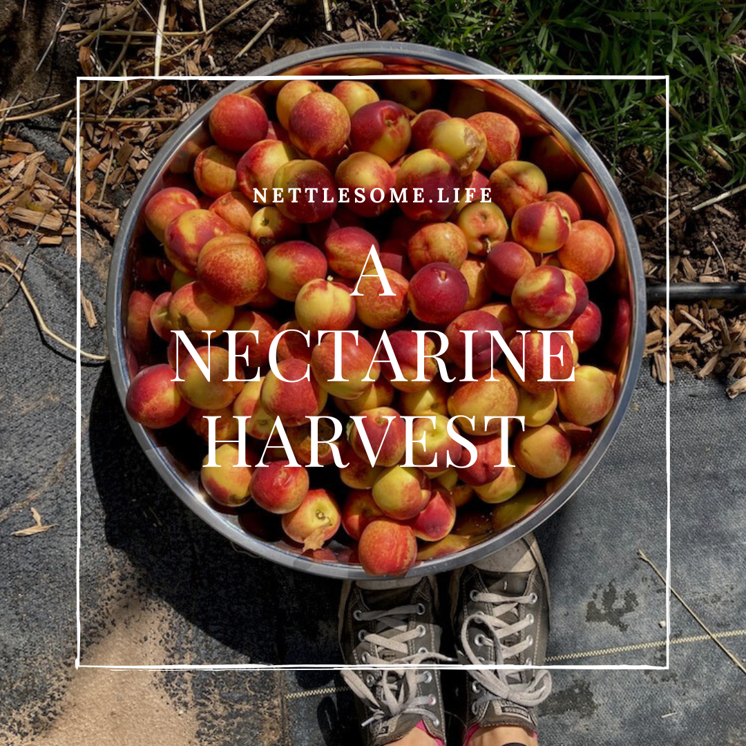 nectarines in a large bowl on the ground