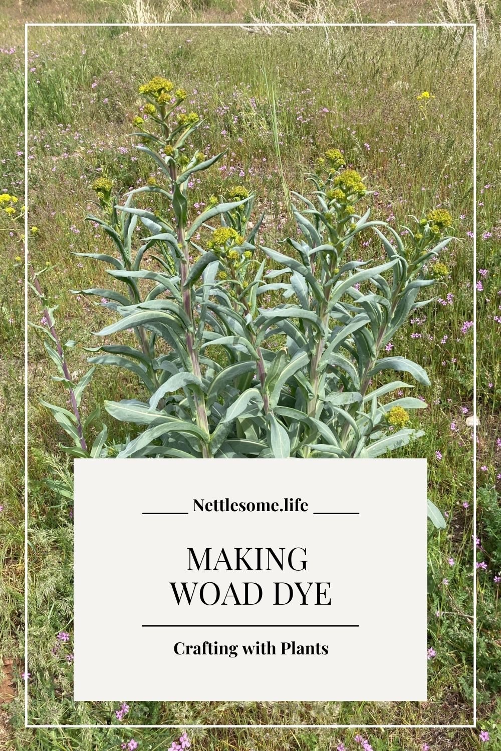 Making a Woad Dye