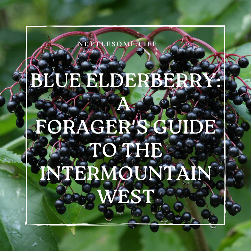 ripe elderberries| Blue Elderberry: A Forager's Guide to the Intermountain West