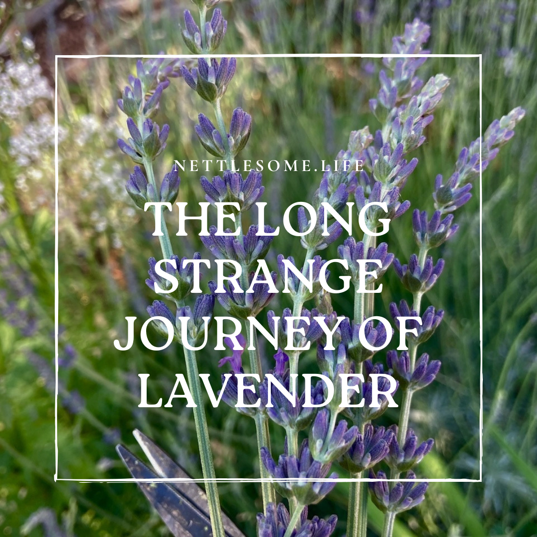 history of lavender use by humans