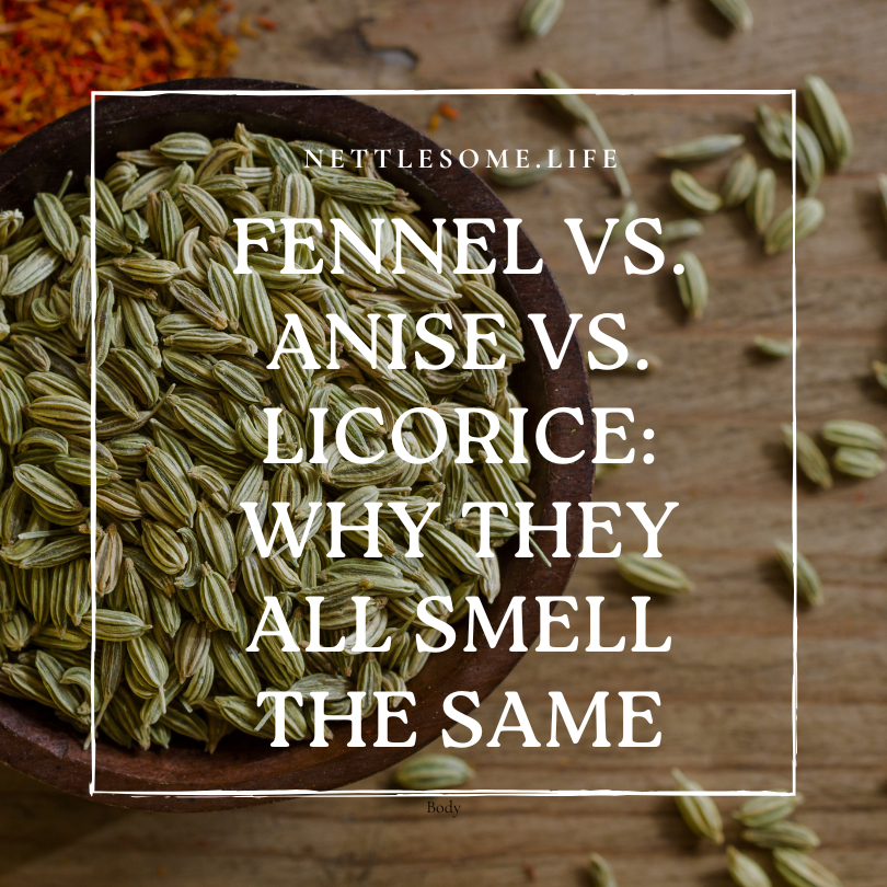 fennel seeds in a bowl: why fennel anise and licorice smell similar