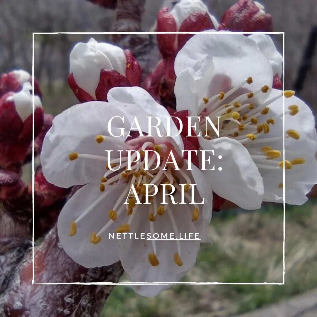 Garden Update_ April 2023