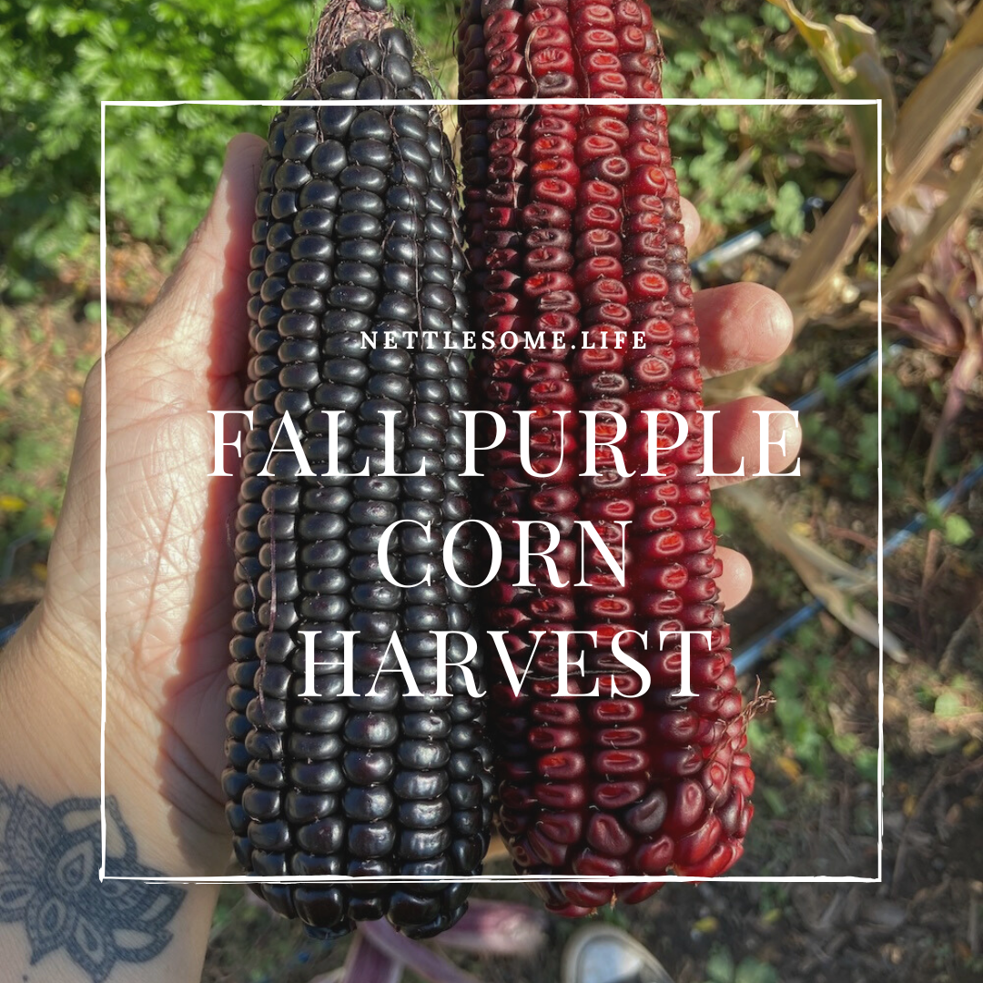 Fall Purple Corn Harvest