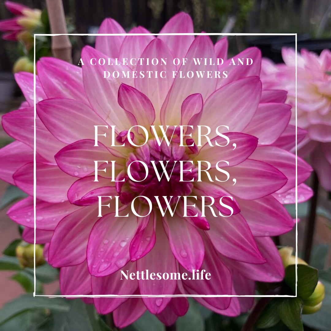 Flowers, flowers, flowers!
