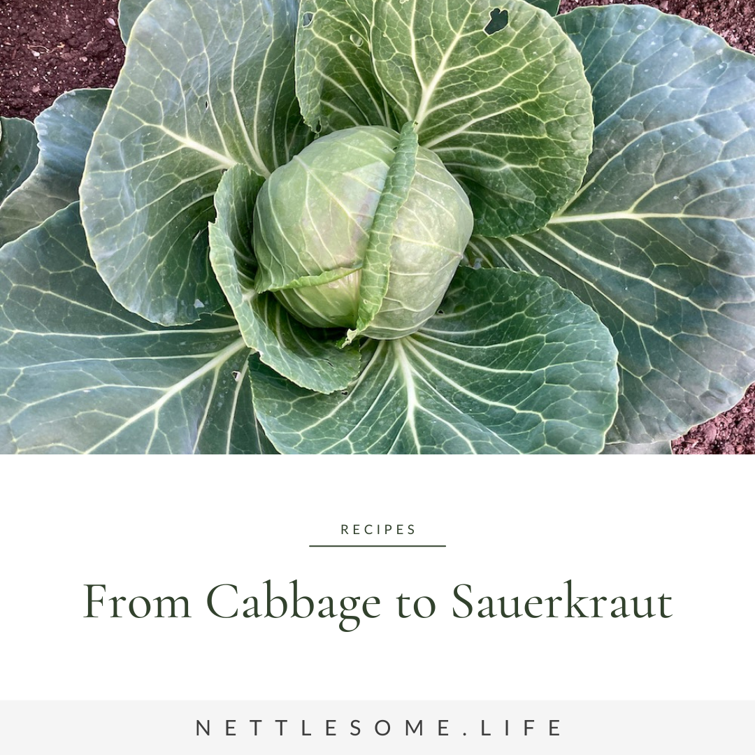 head of cabbage in the ground