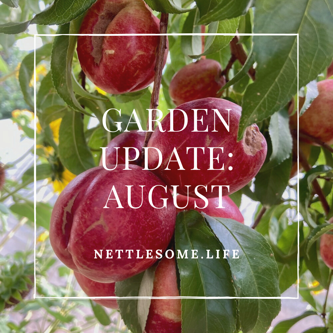 close up of nectarines on a tree