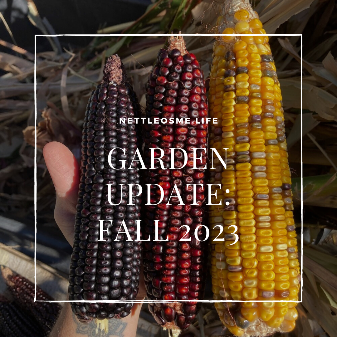 Garden Update: Fall 2023