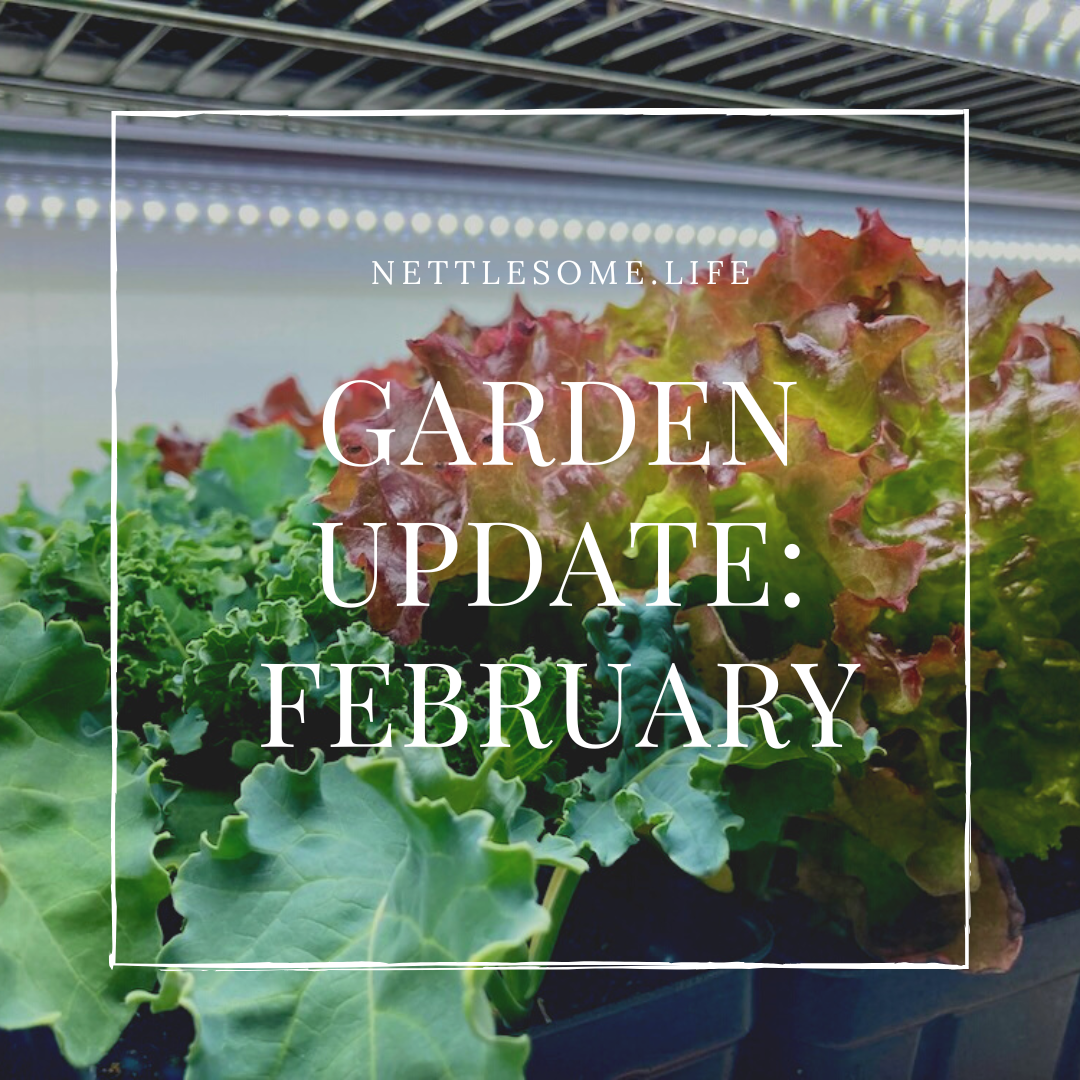 Garden Update: February