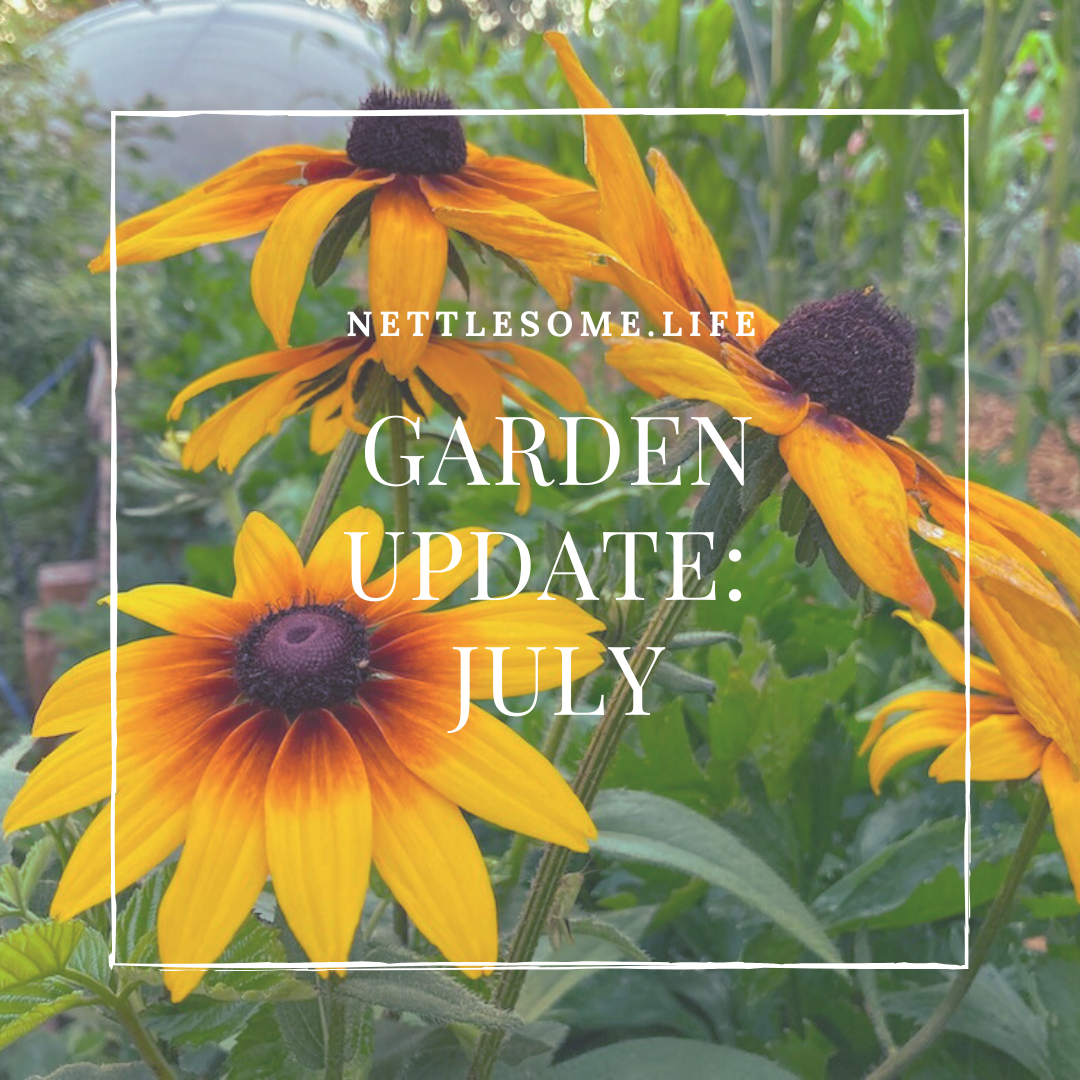 rudbeckia flowers in a garden