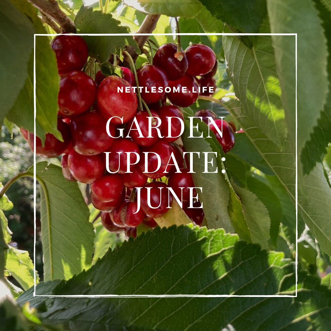 Garden Update: June 2024