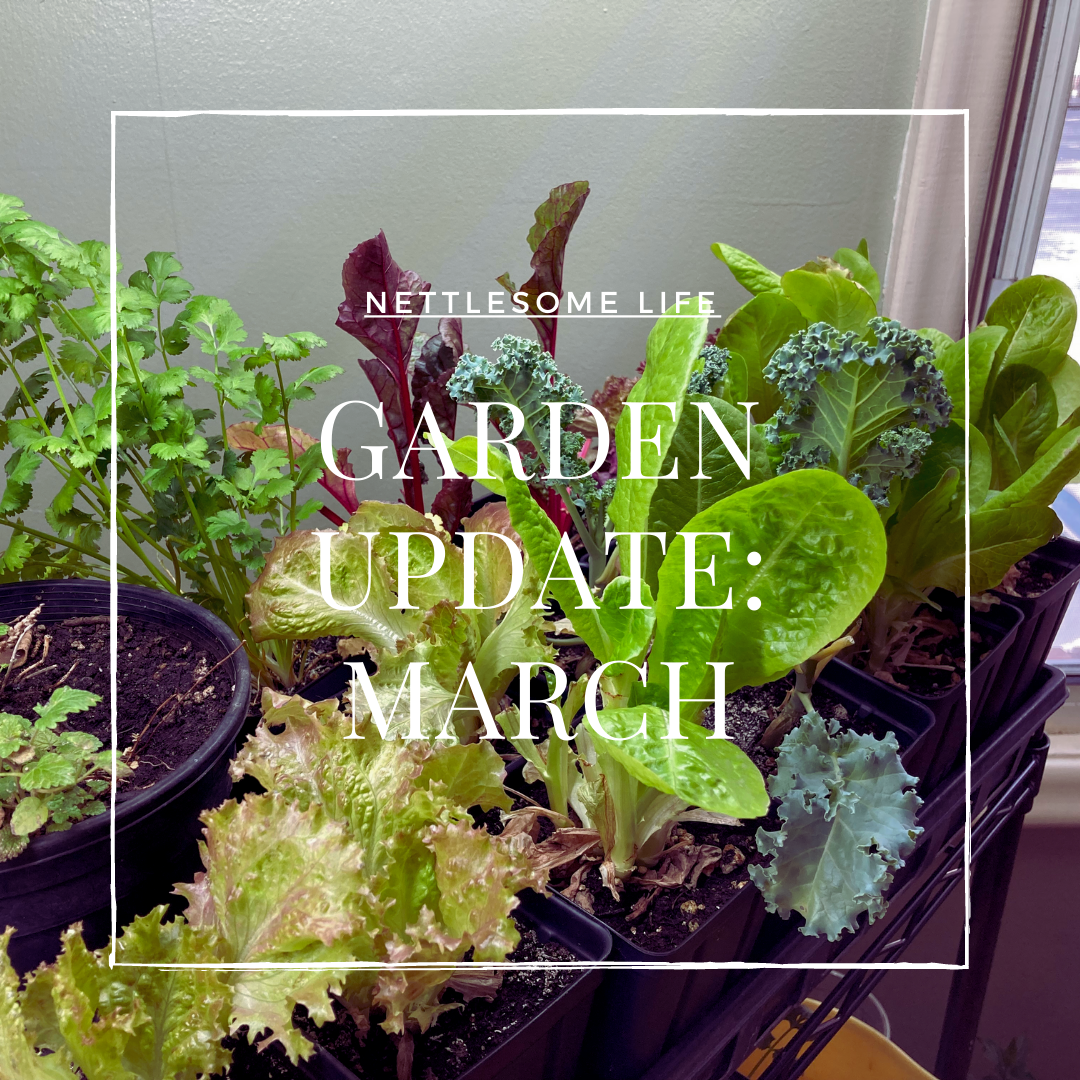 Garden Update: March 2023