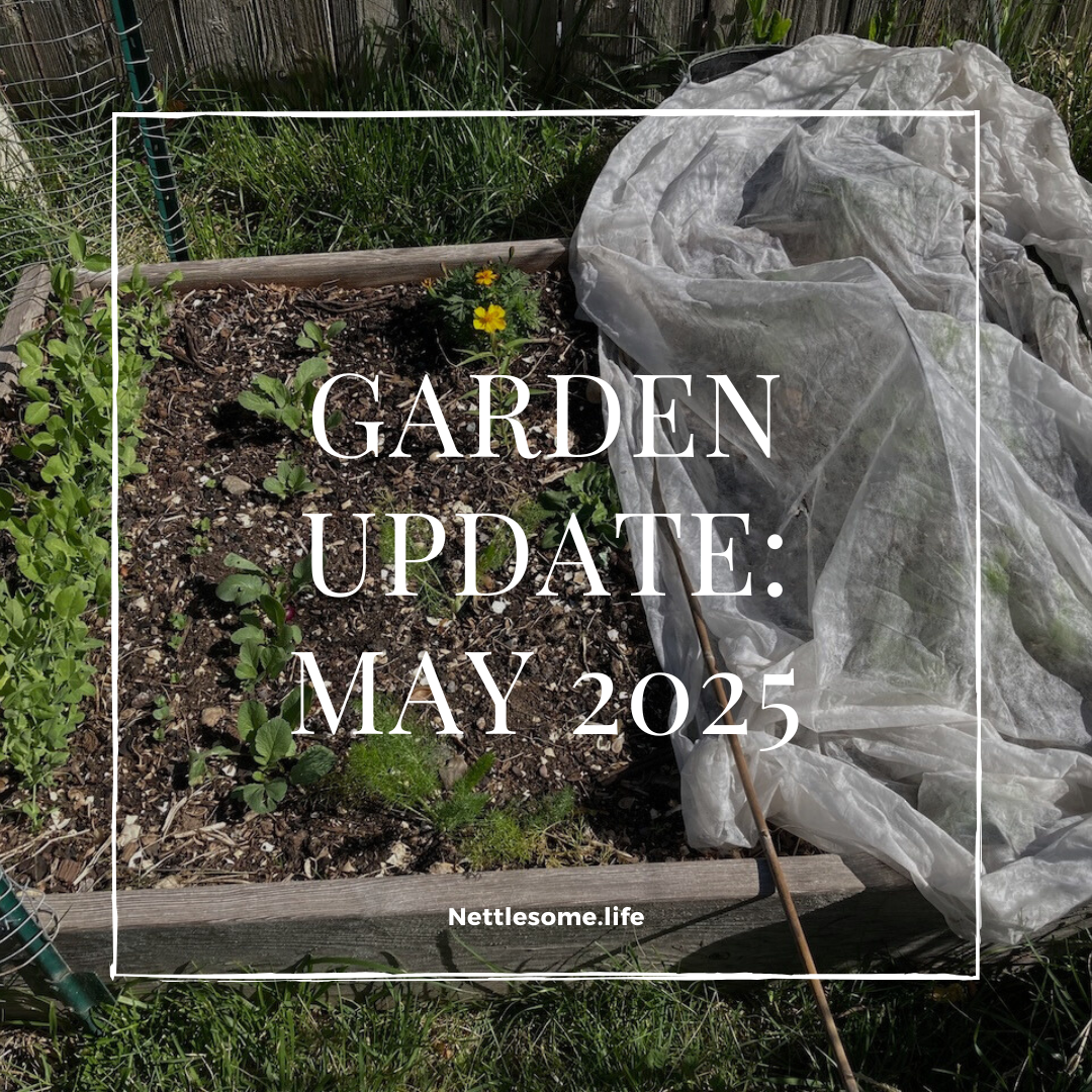 Garden Update May 2025