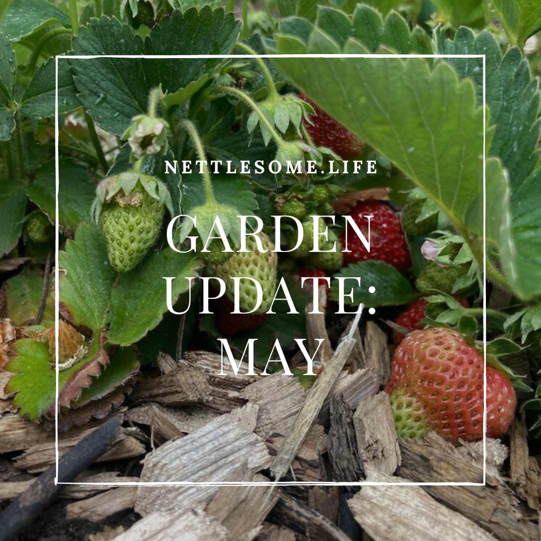 strawberries ripening 