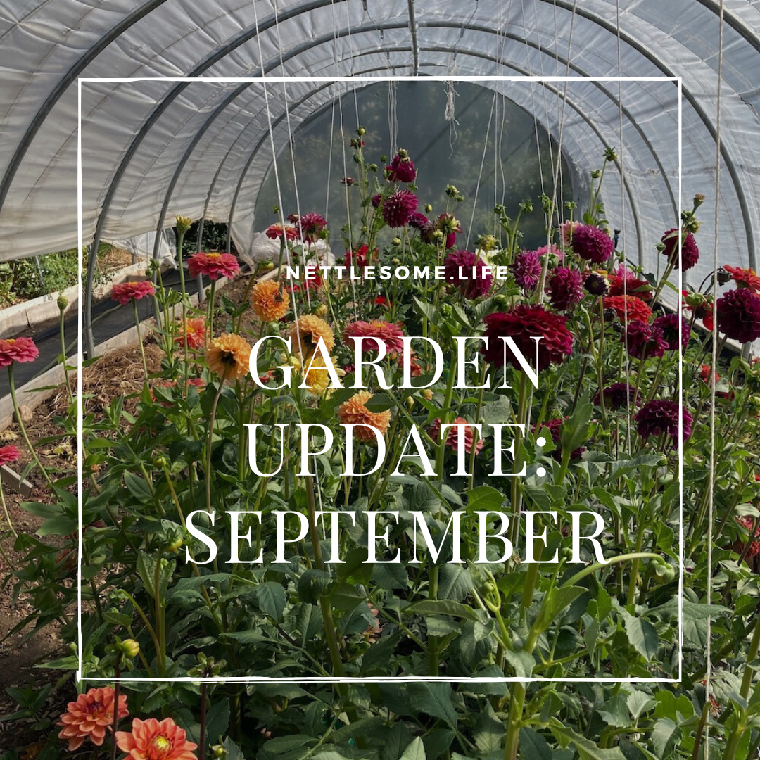 dahlias in a high tunnel