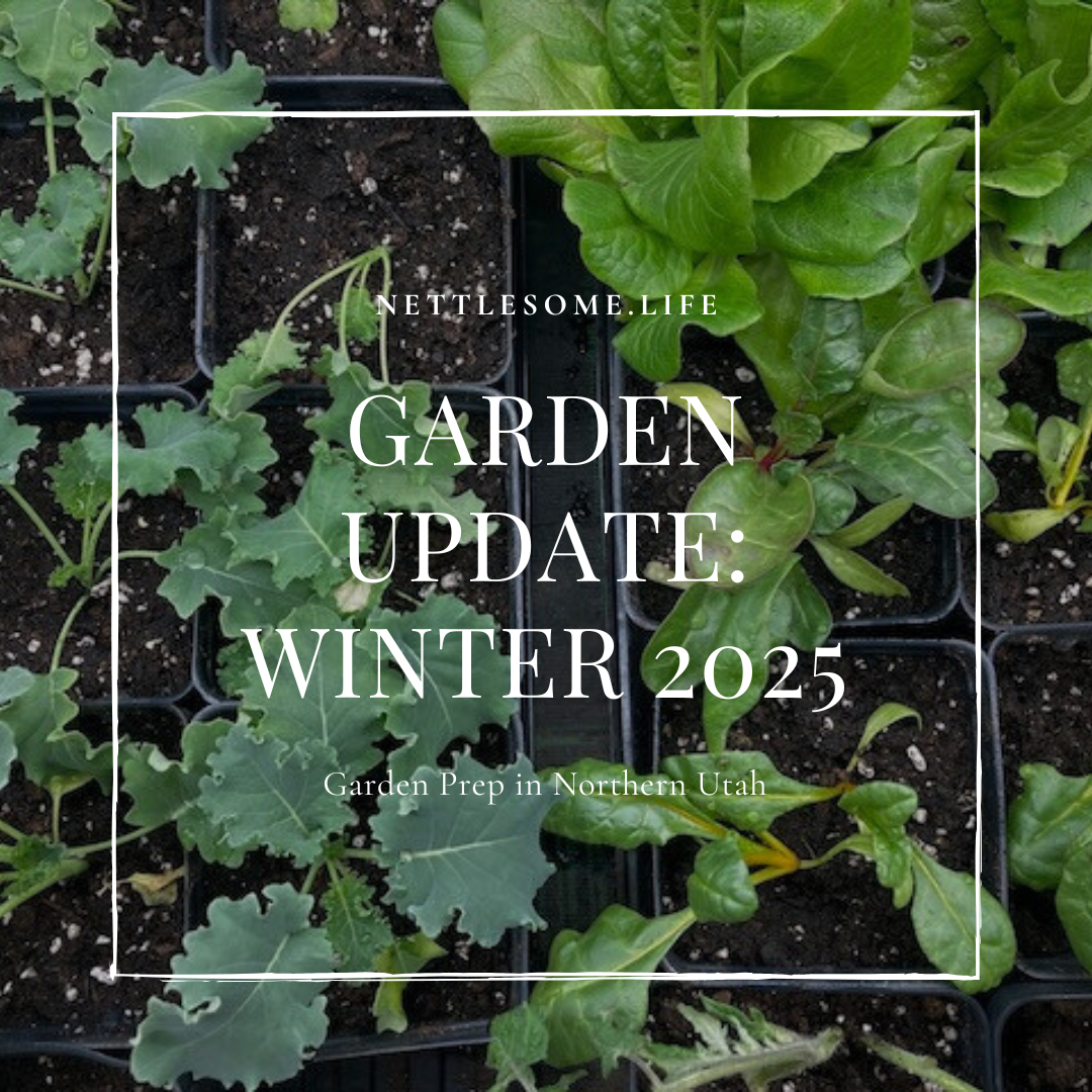 Garden Update: Winter 2025