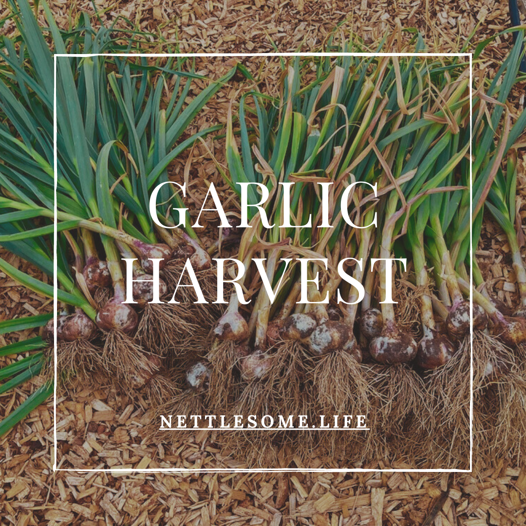 freshly harvest garlic on the ground in piles