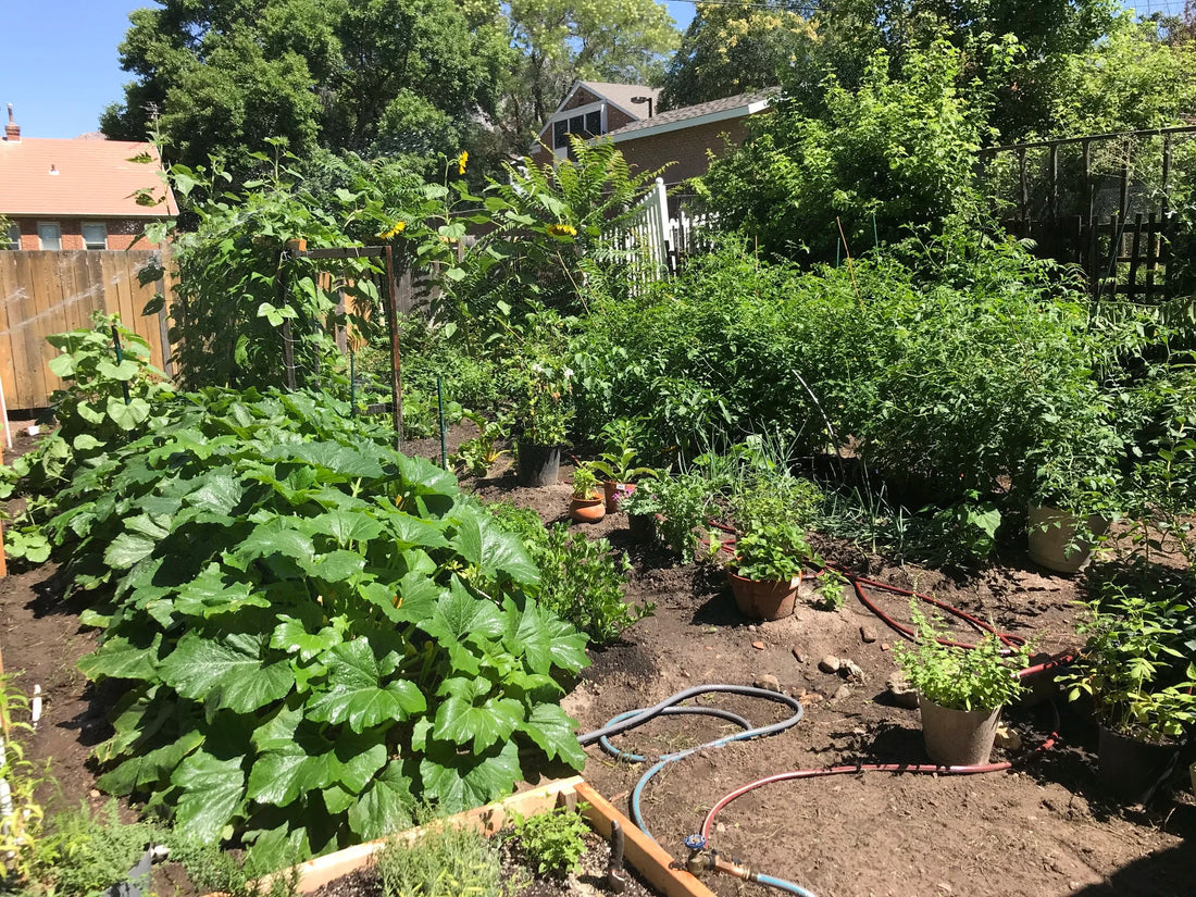 Garden Update_ August 2019