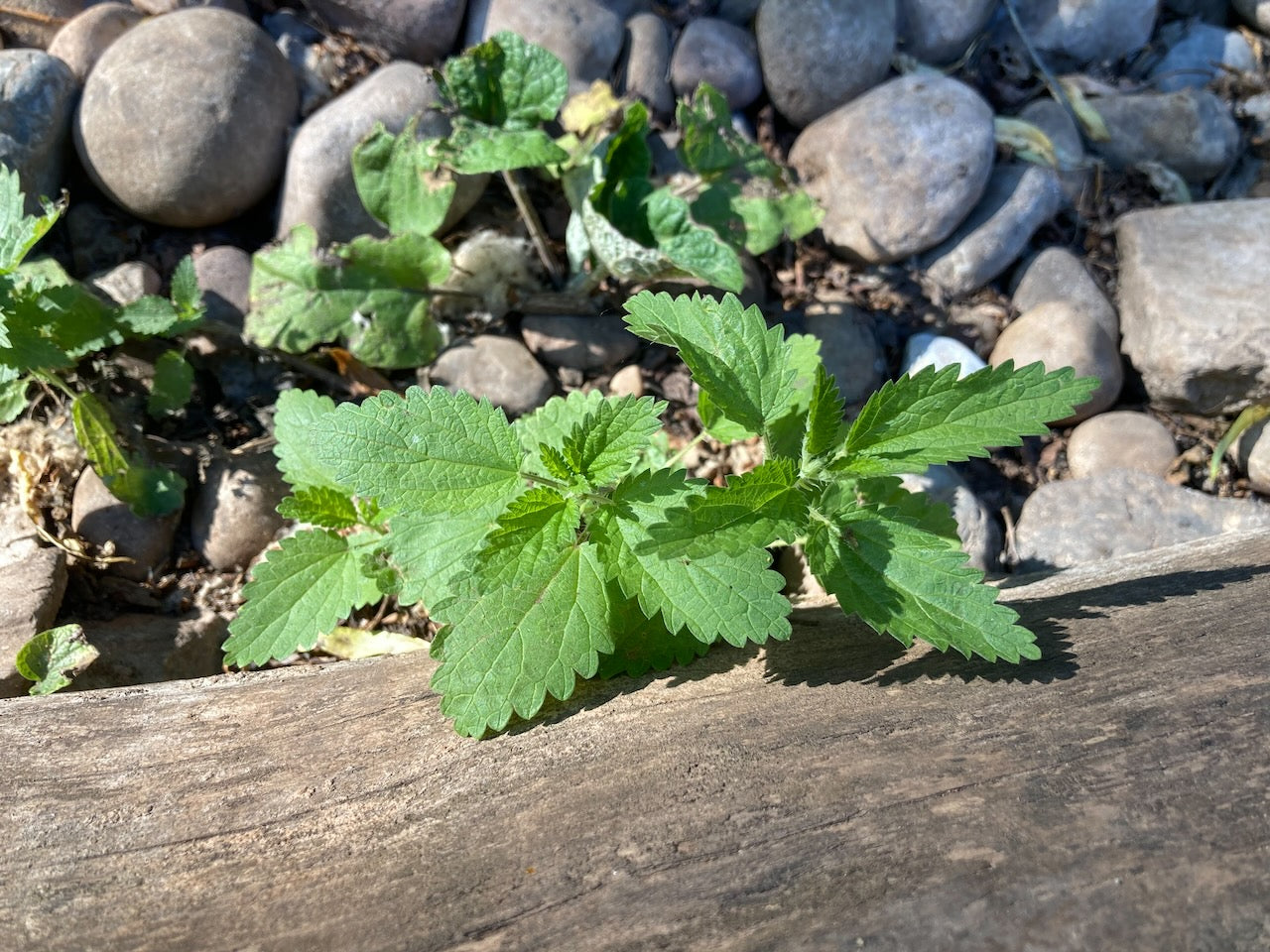 Urtica dioica growing out of rocks