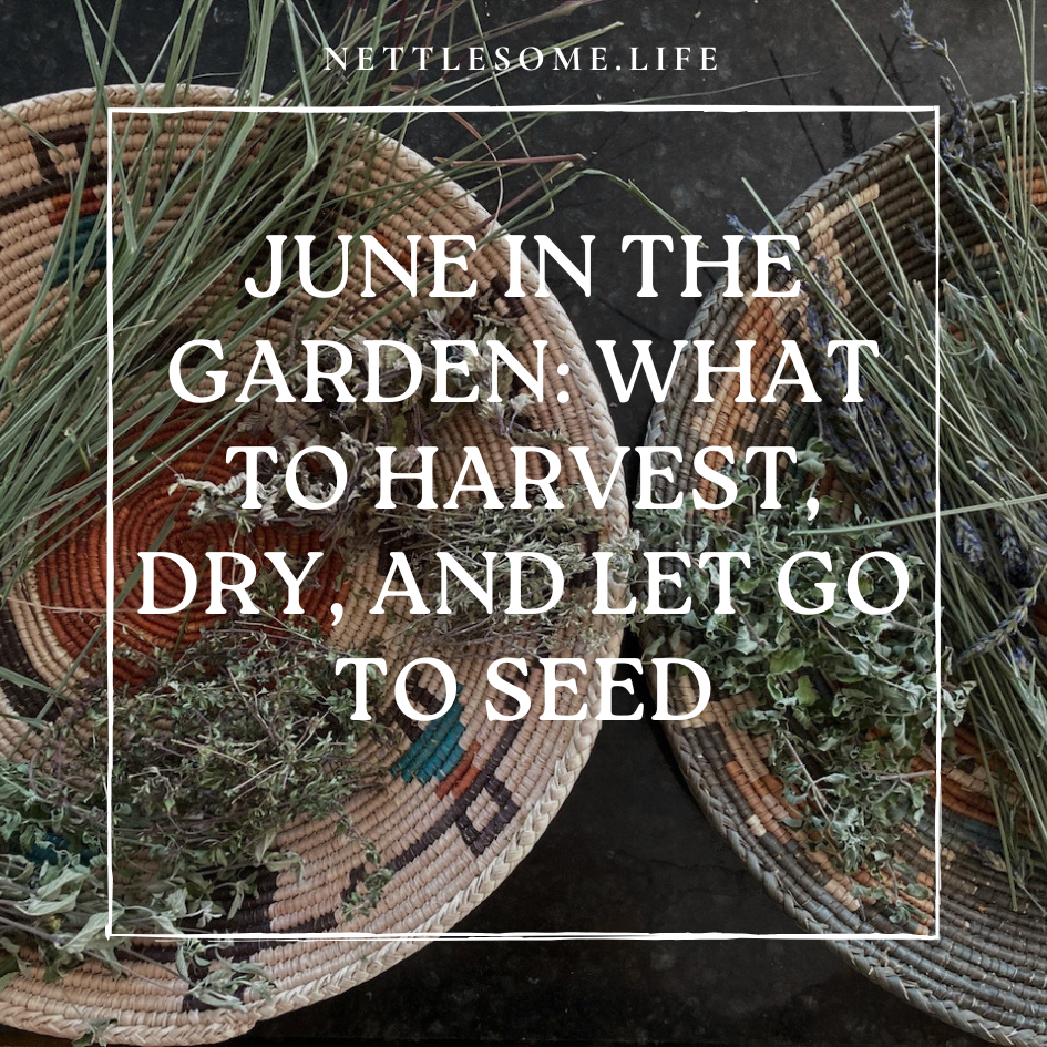 June in the Garden: What to Harvest, Dry, and Let Go to Seed