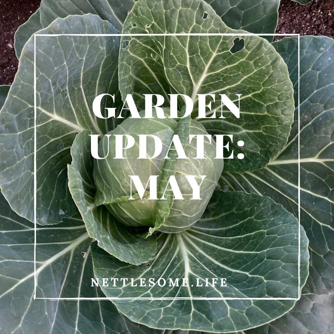 cabbage in a garden