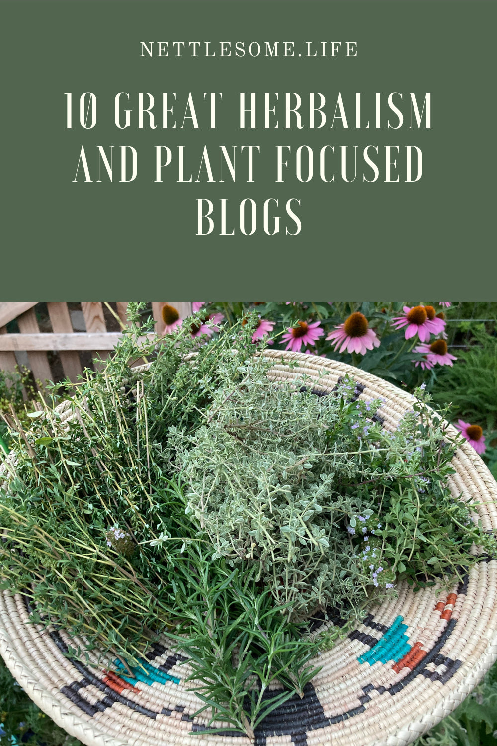 10 Great Herbalism and Plant Focused Blogs
