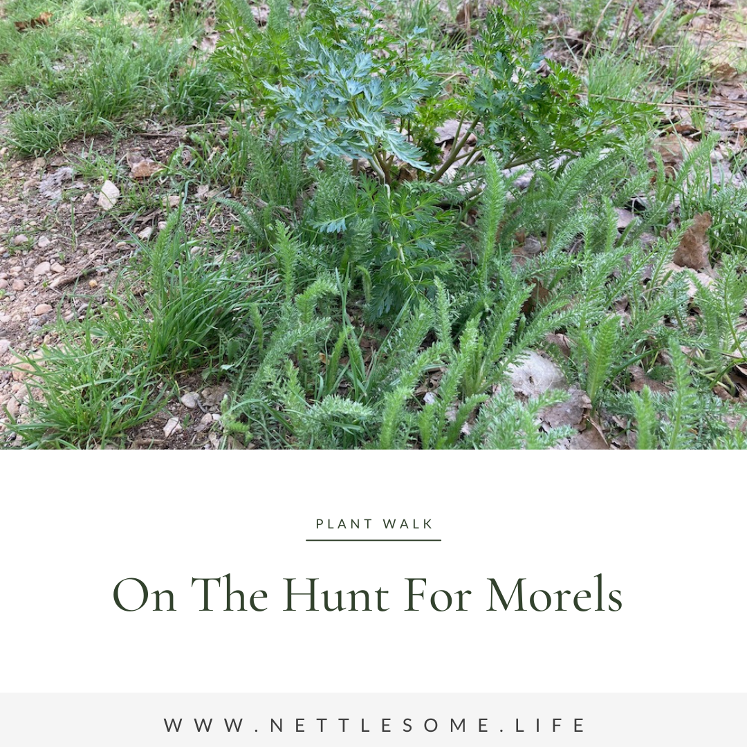 On the Hunt for Morels