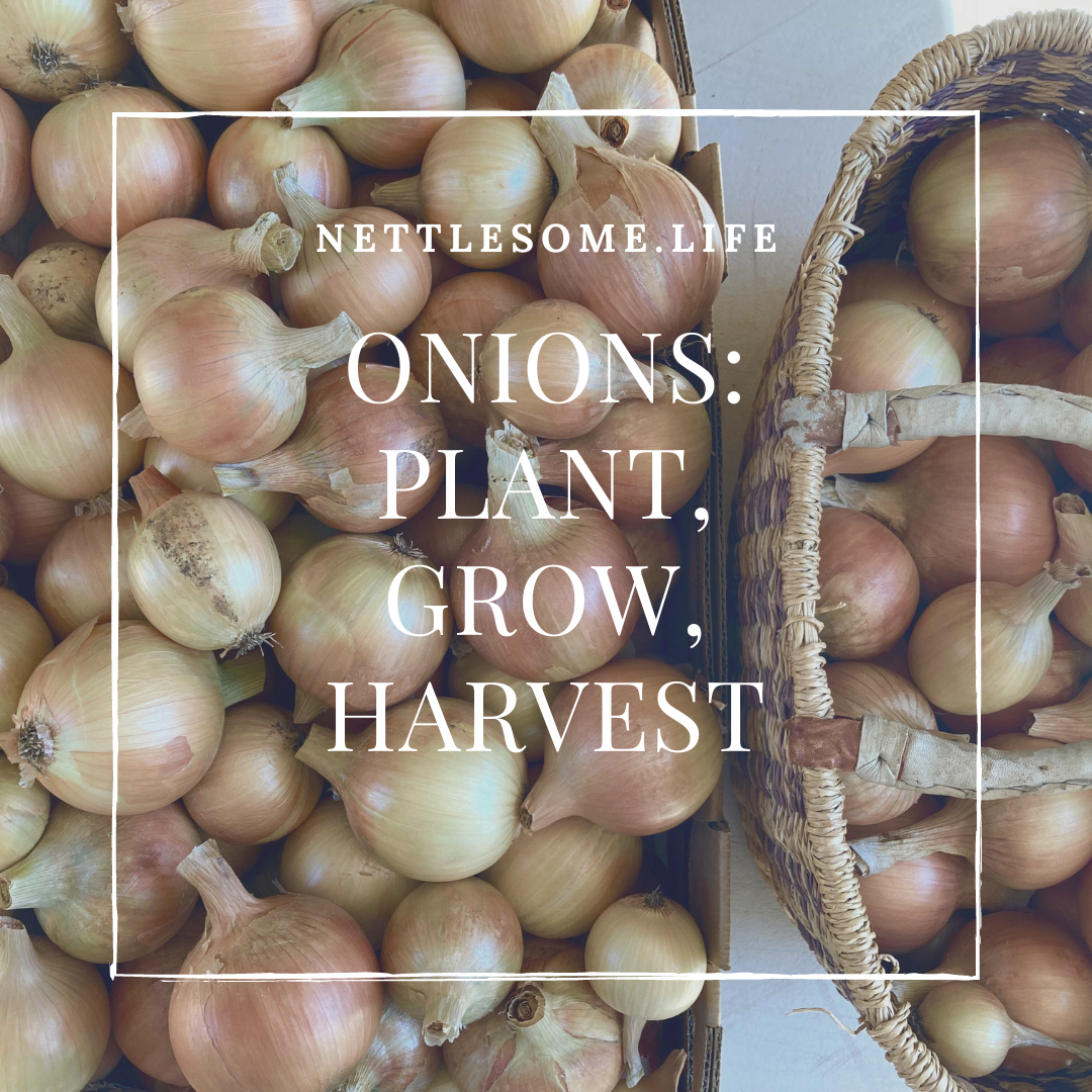 Onions: plant, grow, harvest