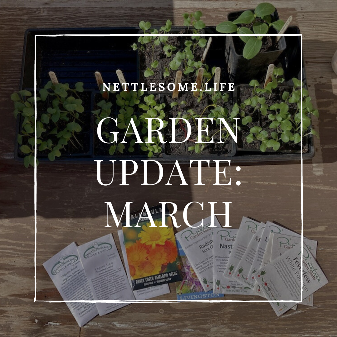 Garden Update: March 2024