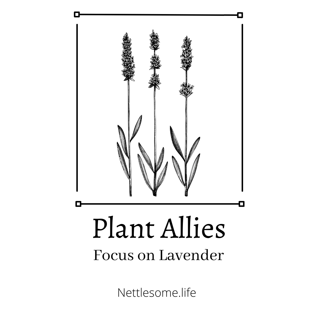 Plant Allies: Focus on Lavender