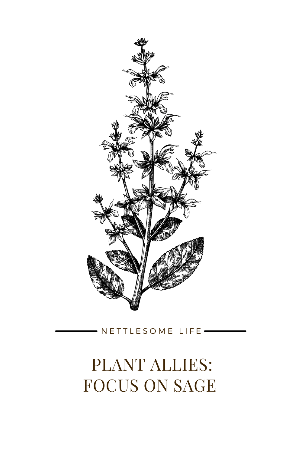 Plant Allies: Focus on Sage