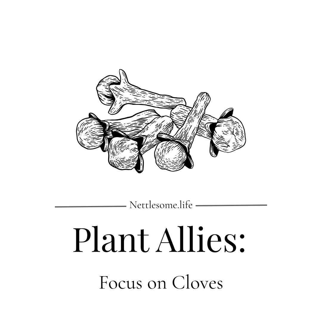 Plant Allies: Focus on Cloves