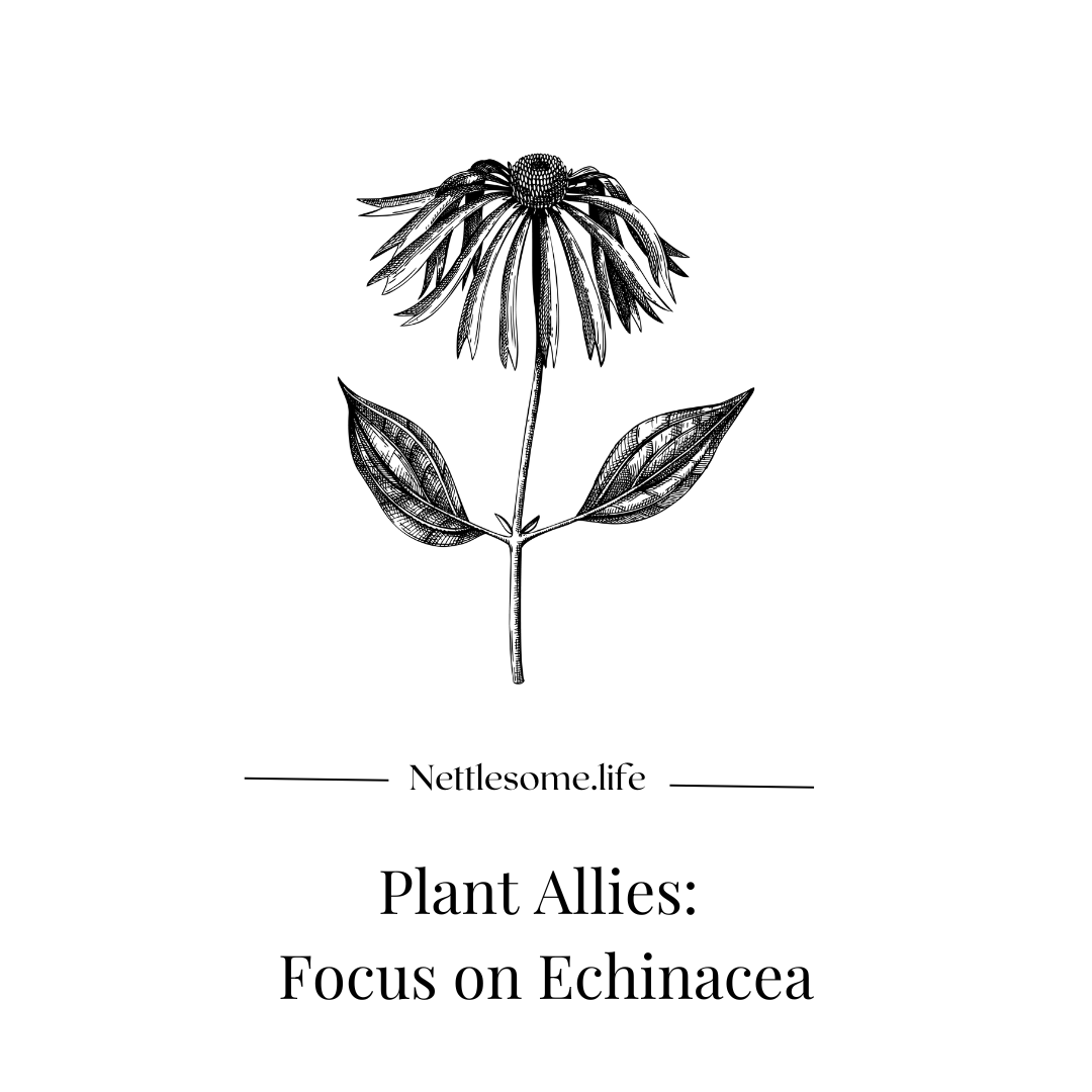 Plant Allies: Focus on Echinacea