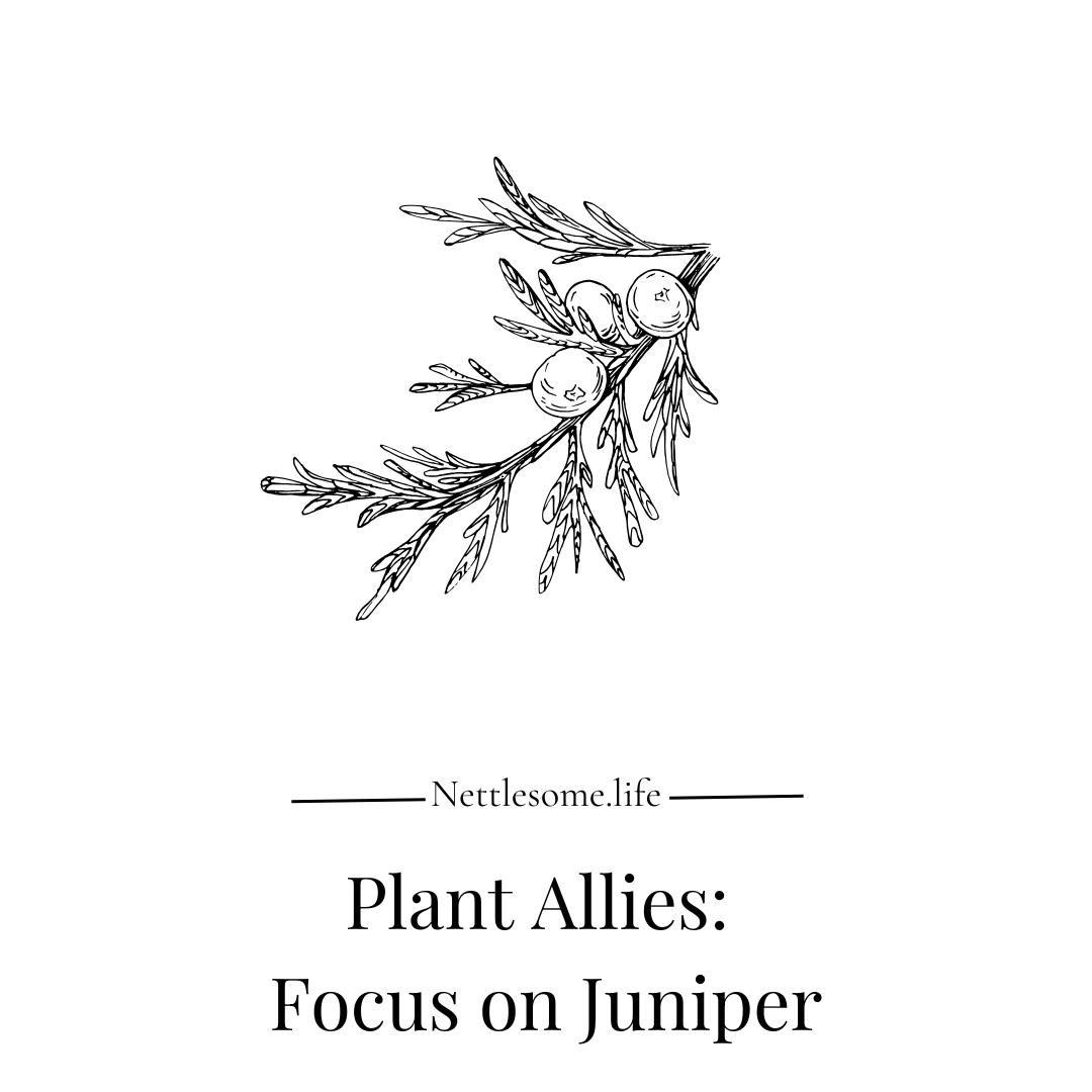 Plant Allies: Focus on Juniper