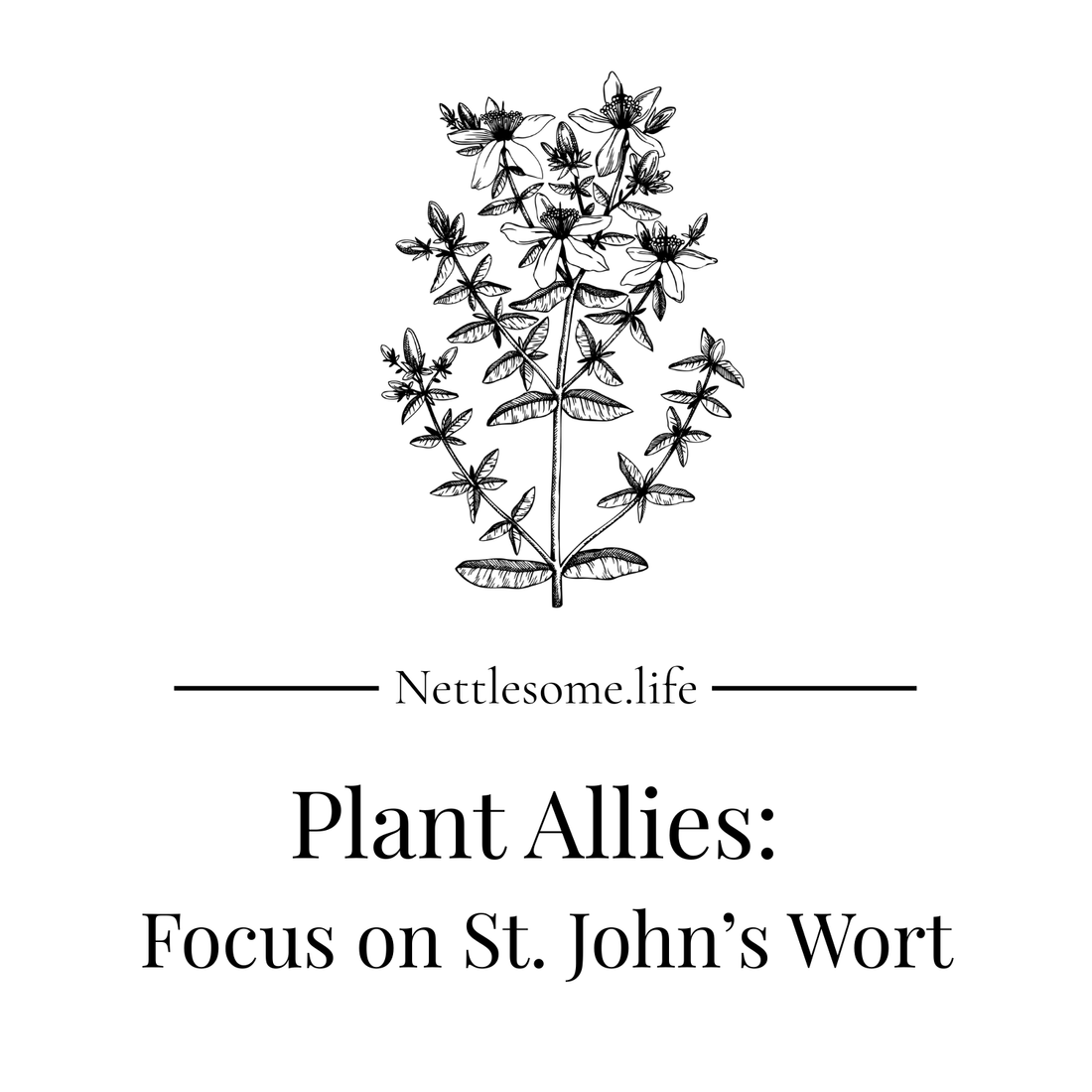 Plant Allies: Focus on St. John's Wort