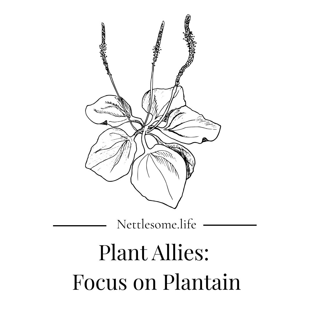 Plant Allies: Focus on Plantain
