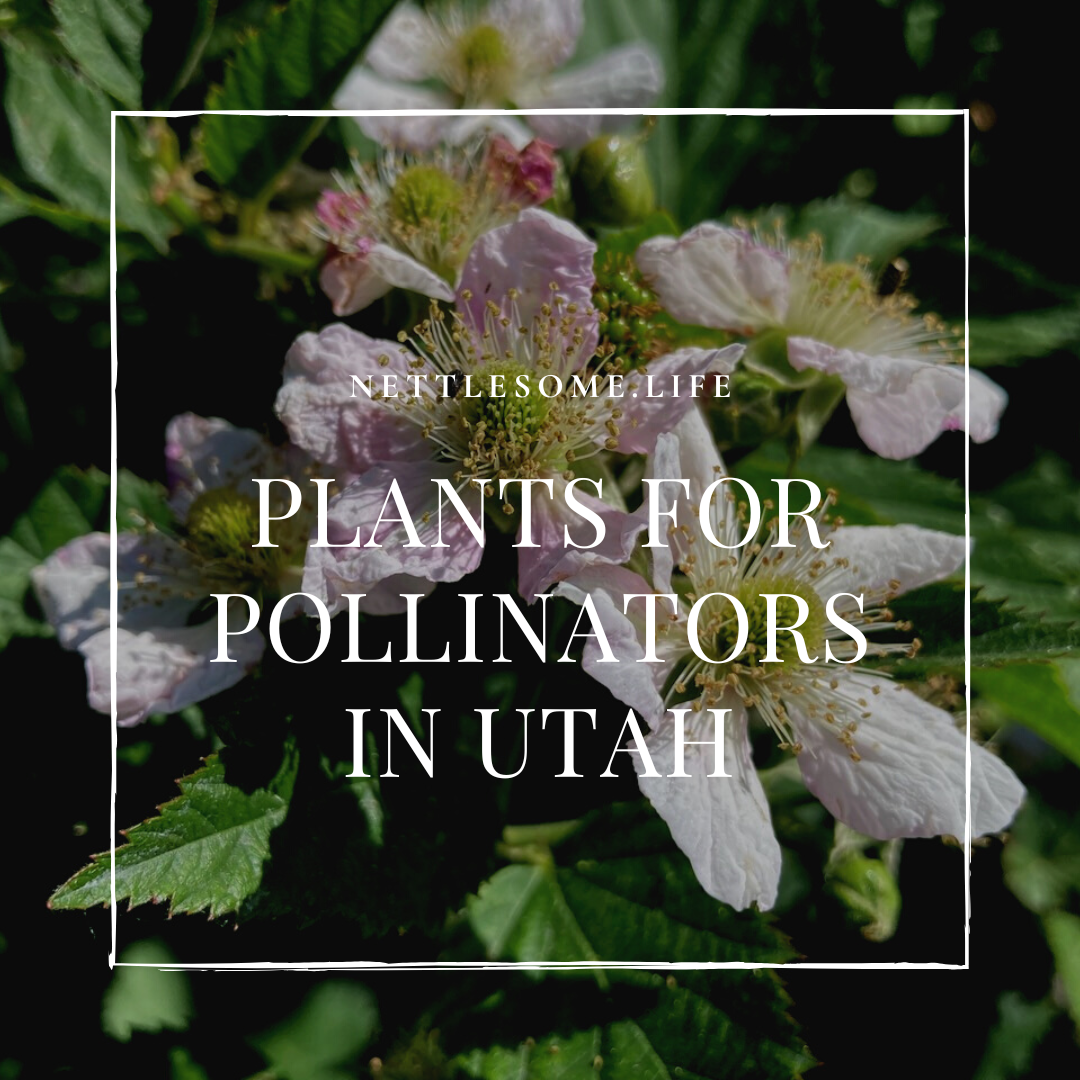 What Plants are Good for Pollinators in Utah?
