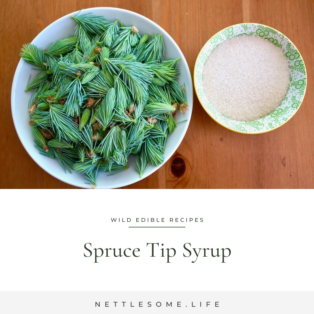 Herbal Recipes: Spruce Tip Syrup