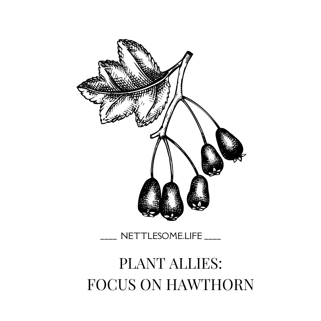 Plant Allies: Focus on Hawthorn