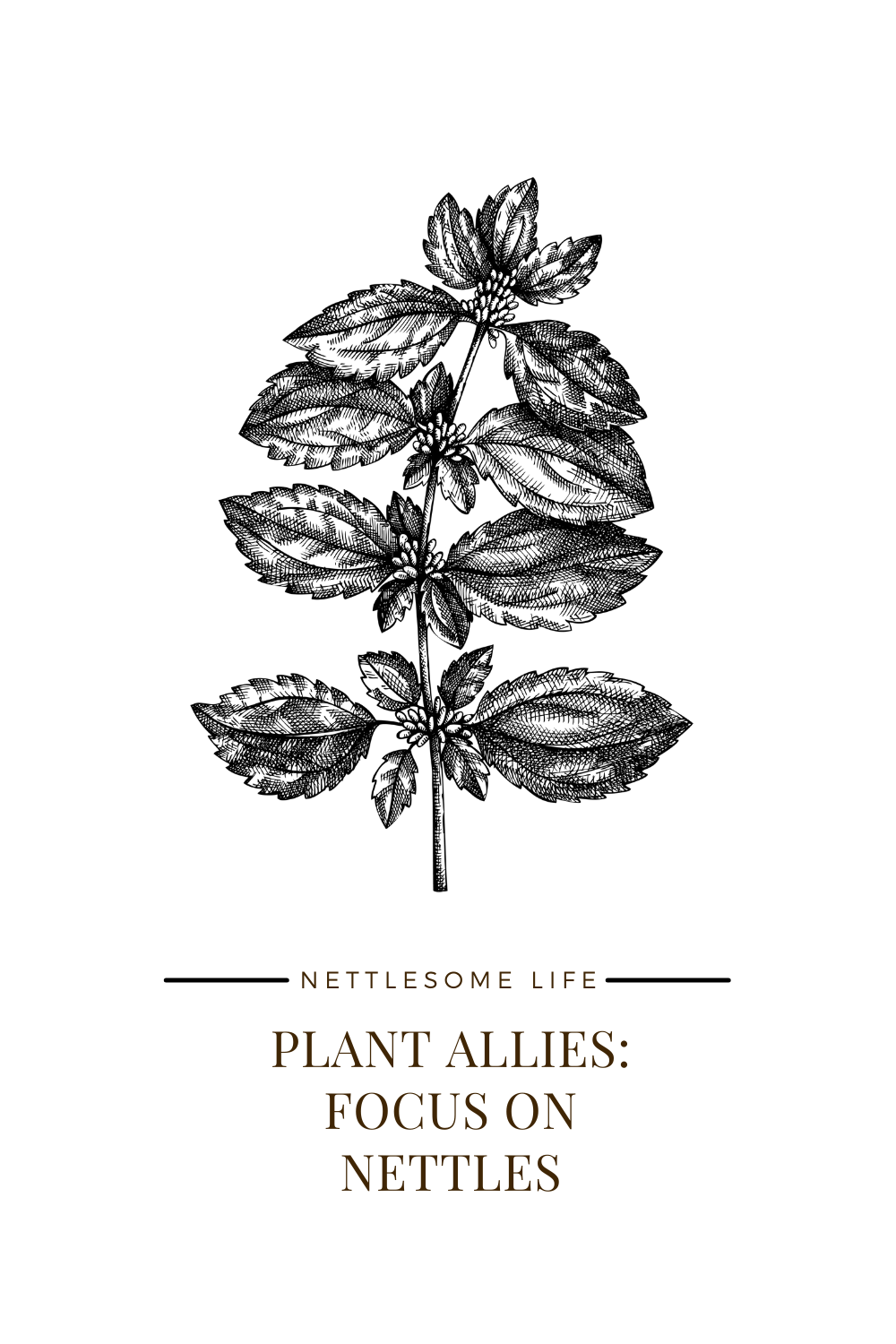 Nettles, My Favorite Wild Green