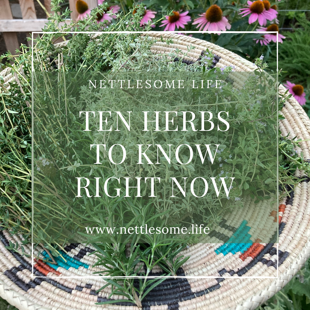 herbs in a basket with text that says Ten herbs to know right now