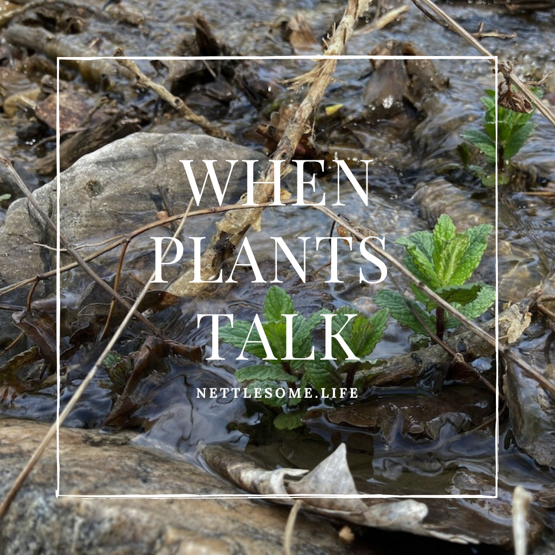 stream with mint growing in it