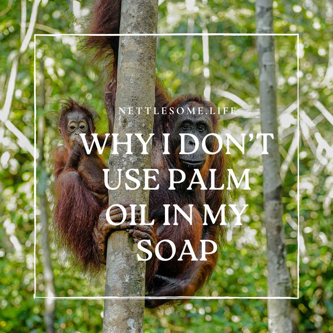 Let’s Talk About Orangutans