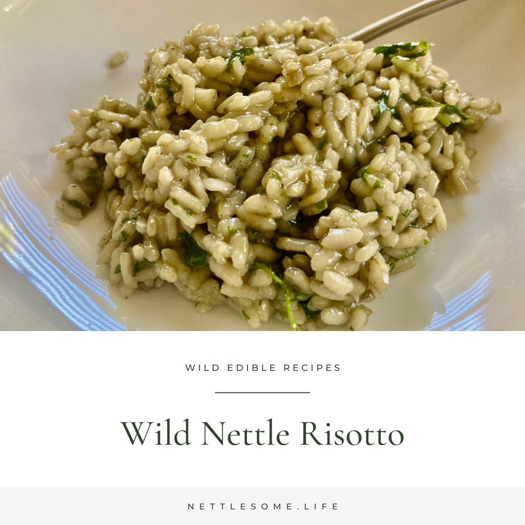 Nettle Risotto Recipe