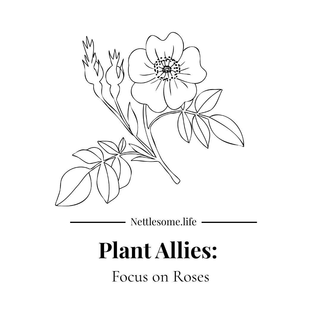 Rosa rugosa: Mini Herbal Monograph